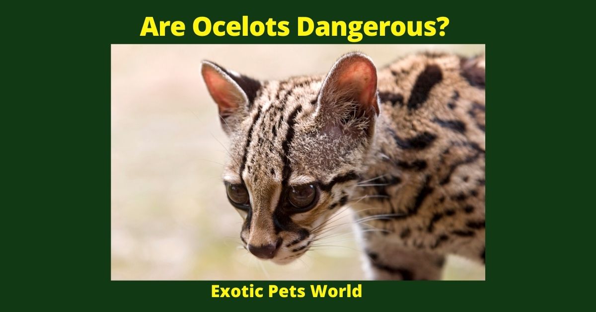 Are Ocelots Dangerous?