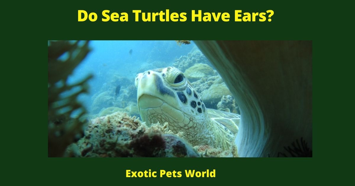 Do Sea Turtles Have Ears?