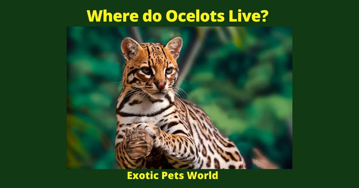 Where do Ocelots Live?