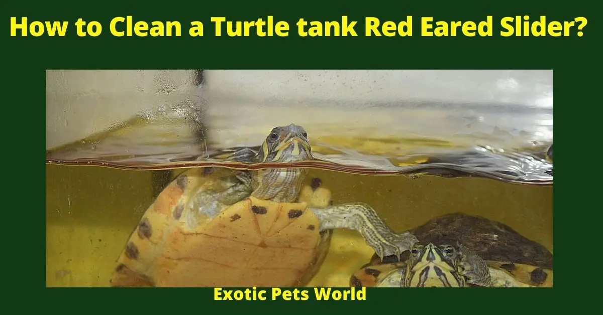 How to Clean a Turtle tank Red Eared Slider?